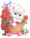 Kitty Kitty