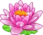 water lilly