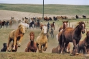 horses running