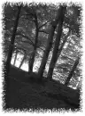 Gray Forrest