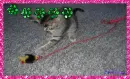 tiger kitty