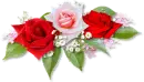 Pink and Red Roses