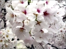 Sakura saku