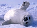 Baby Seal