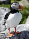Puffin