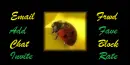 ladybug contact table