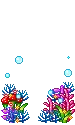 bubble coral