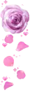 purple rose