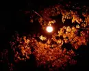 dark night