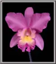 pink flower