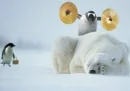Why penguins have short life spans