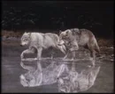 wolves in water