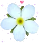 blue flower