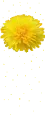 yellow flower