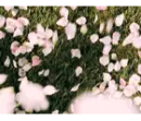 flying flower petals