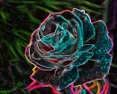 neonrose