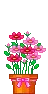 pink rose