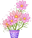 pink flowers