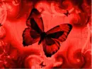 mariposas
