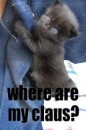 kitten just hanging out