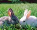 bunny kiss
