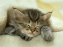 kitty