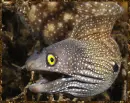 eel