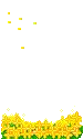 yellow flowers