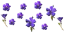 purple flowers