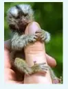 Monkeys
