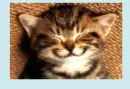Kitten