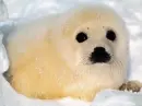 AWWW CUTE