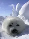 another seal