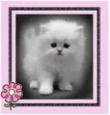 itz a kitten