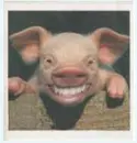 Smiley Pig