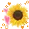 sun flower