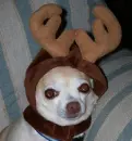 Chihuahua Reindeer