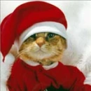 christmas kitty