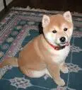 shiba puppy