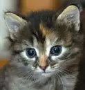 Cute kitten 