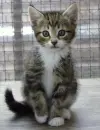 Cute kitten 