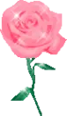 pink rose
