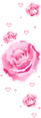 pink roses