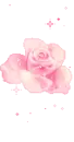 pink rose
