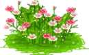little pink flowers
