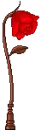 rose lamp