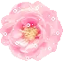 pink rose