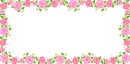 pink roses