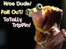 ToTaLLy TrIpPin frog