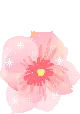 cherry blossom